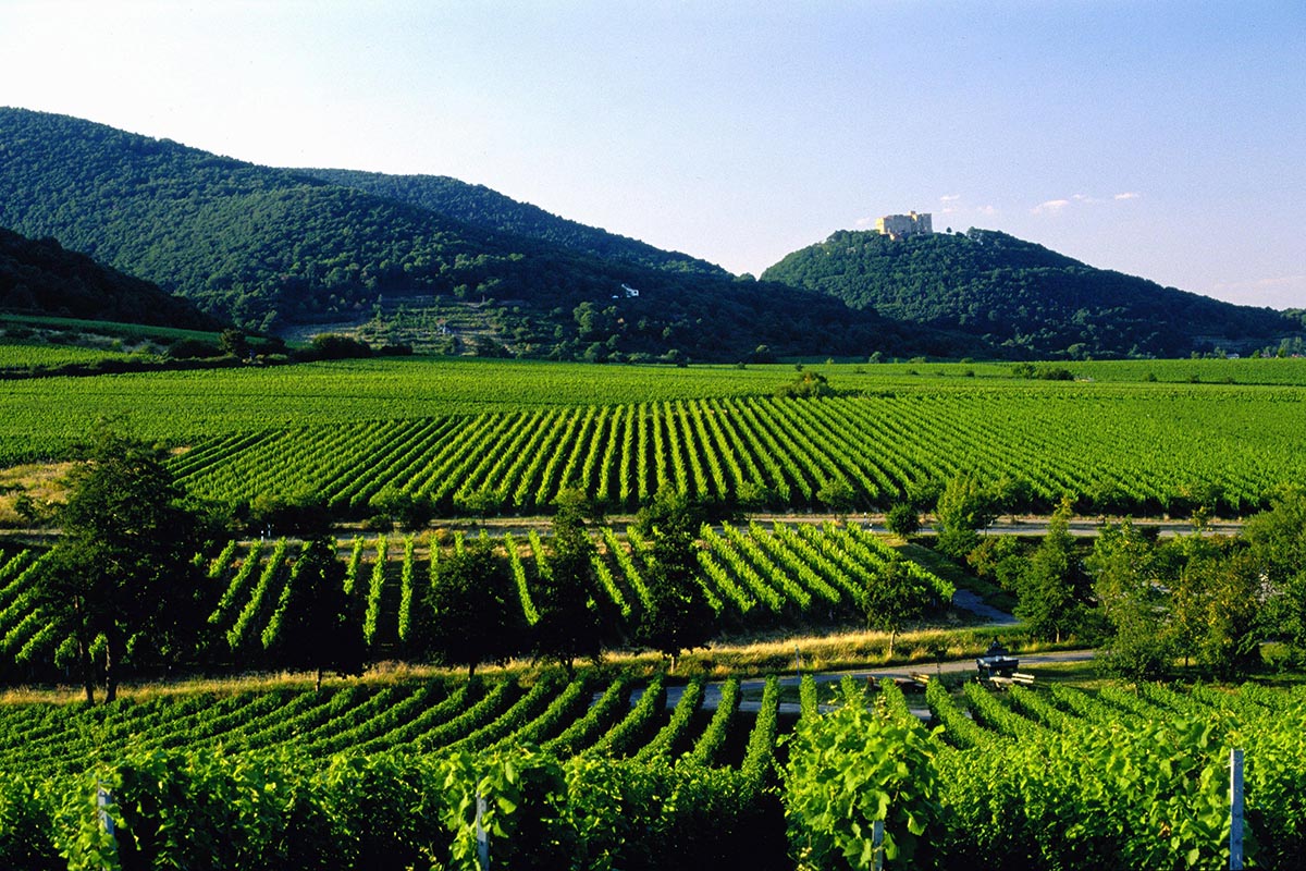 Vineyards and hills in the Palatinate