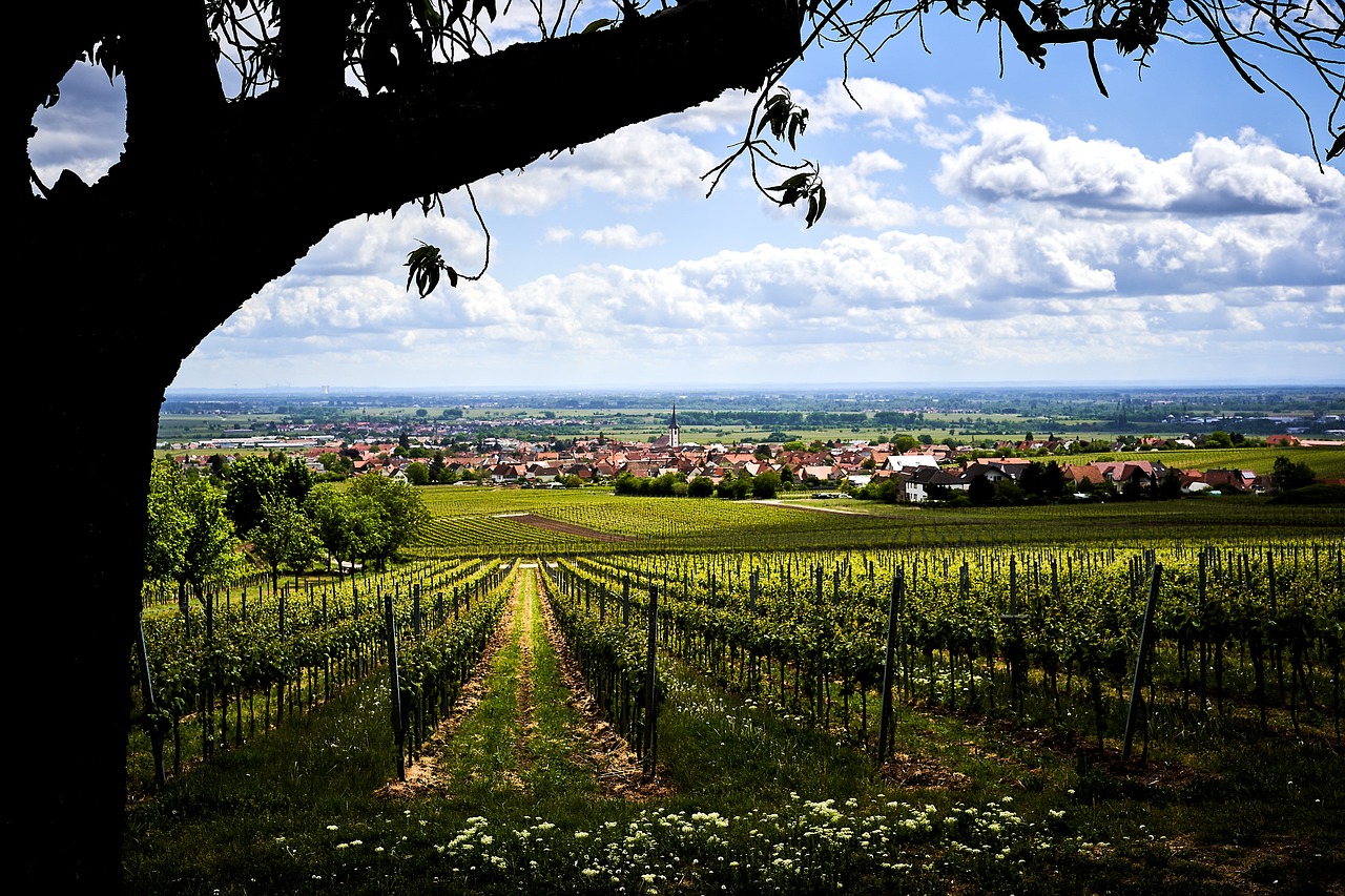 Vineyards in the Palatinate wine country
